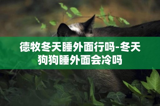 德牧冬天睡外面行嗎-冬天狗狗睡外面會冷嗎