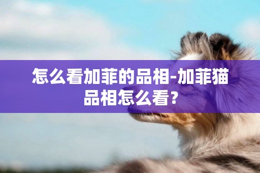 怎么看加菲的品相-加菲貓品相怎么看？