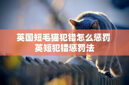 英國短毛貓犯錯怎么懲罰 英短犯錯懲罰法