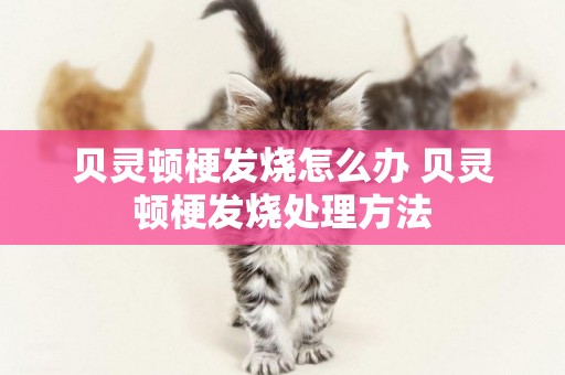 貝靈頓梗發燒怎么辦 貝靈頓梗發燒處理方法