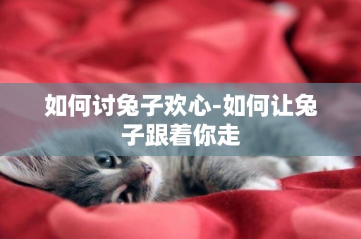 如何討兔子歡心-如何讓兔子跟著你走