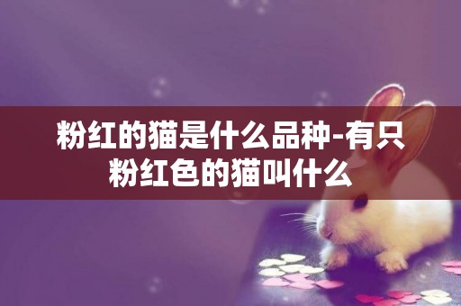 粉紅的貓是什么品種-有只粉紅色的貓叫什么