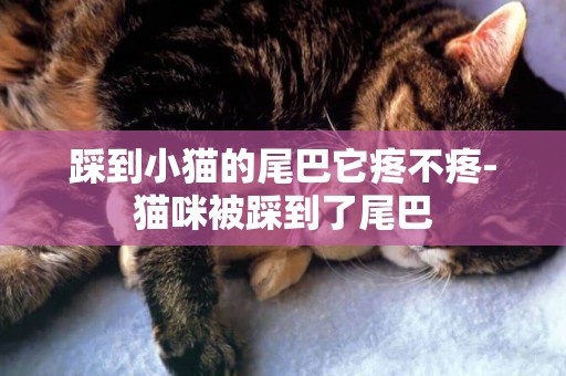踩到小貓的尾巴它疼不疼-貓咪被踩到了尾巴