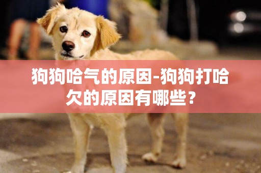狗狗哈氣的原因-狗狗打哈欠的原因有哪些？