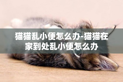 貓貓亂小便怎么辦-貓貓在家到處亂小便怎么辦