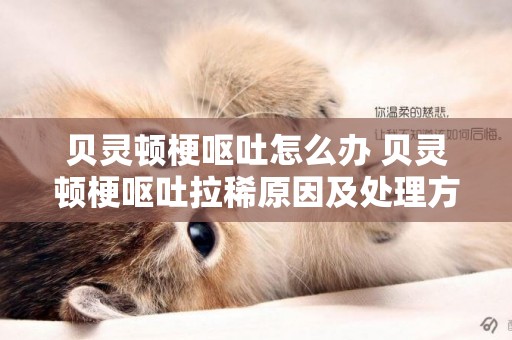 貝靈頓梗嘔吐怎么辦 貝靈頓梗嘔吐拉稀原因及處理方法