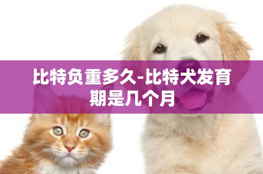 比特負重多久-比特犬發育期是幾個月
