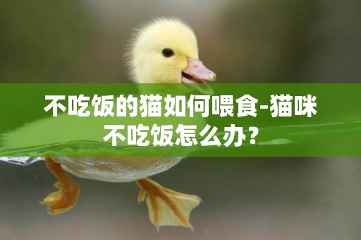 不吃飯的貓如何喂食-貓咪不吃飯怎么辦？