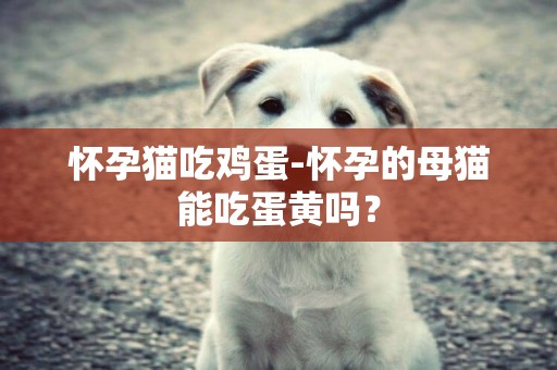 懷孕貓吃雞蛋-懷孕的母貓能吃蛋黃嗎？