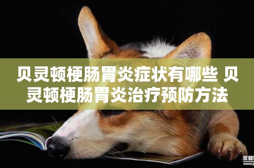貝靈頓梗腸胃炎癥狀有哪些 貝靈頓梗腸胃炎治療預防方法