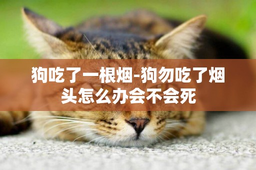 狗吃了一根煙-狗勿吃了煙頭怎么辦會不會死