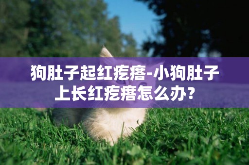 狗肚子起紅疙瘩-小狗肚子上長紅疙瘩怎么辦？