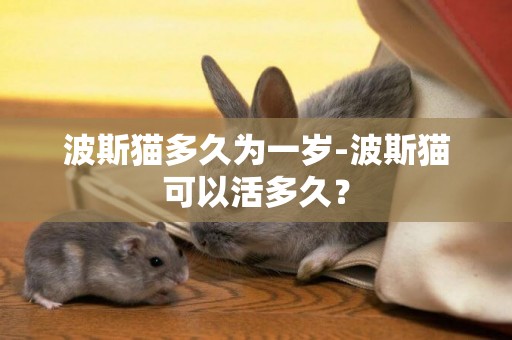 波斯貓多久為一歲-波斯貓可以活多久？