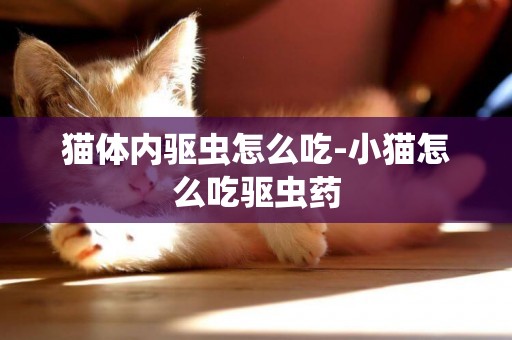 貓體內驅蟲怎么吃-小貓怎么吃驅蟲藥