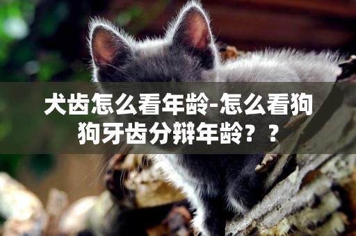 犬齒怎么看年齡-怎么看狗狗牙齒分辯年齡？？