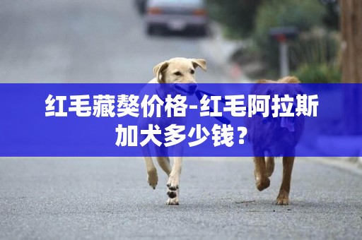 紅毛藏獒價格-紅毛阿拉斯加犬多少錢？