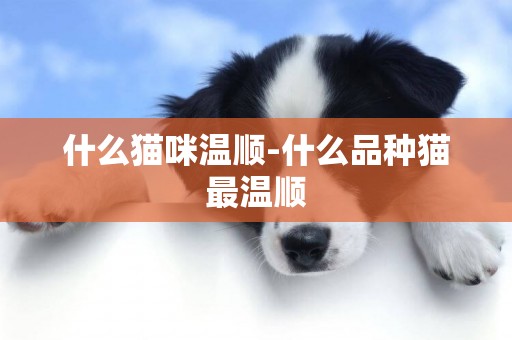 什么貓咪溫順-什么品種貓最溫順