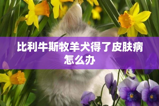 比利牛斯牧羊犬得了皮膚病怎么辦