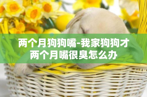 兩個月狗狗嘴-我家狗狗才兩個月嘴很臭怎么辦