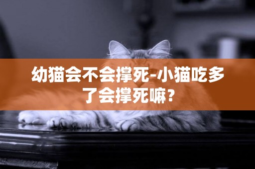 幼貓會不會撐死-小貓吃多了會撐死嘛？