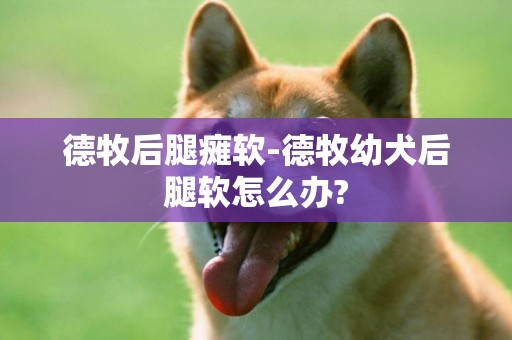 德牧后腿癱軟-德牧幼犬后腿軟怎么辦?