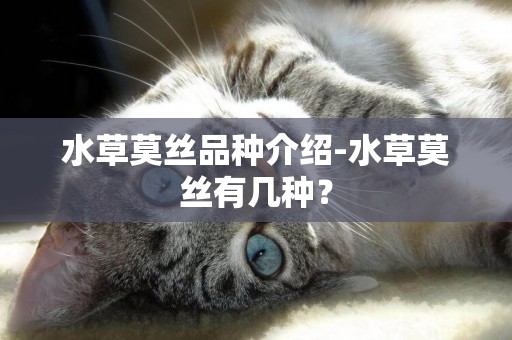水草莫絲品種介紹-水草莫絲有幾種？