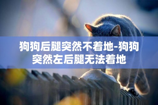狗狗后腿突然不著地-狗狗突然左后腿無法著地