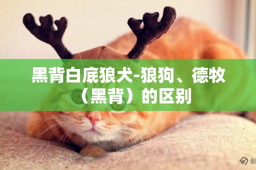 黑背白底狼犬-狼狗、德牧（黑背）的區別