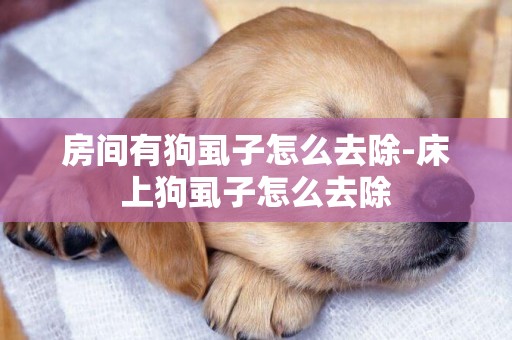房間有狗虱子怎么去除-床上狗虱子怎么去除