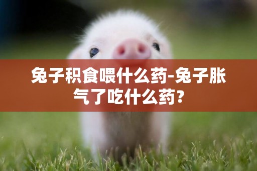 兔子積食喂什么藥-兔子脹氣了吃什么藥？