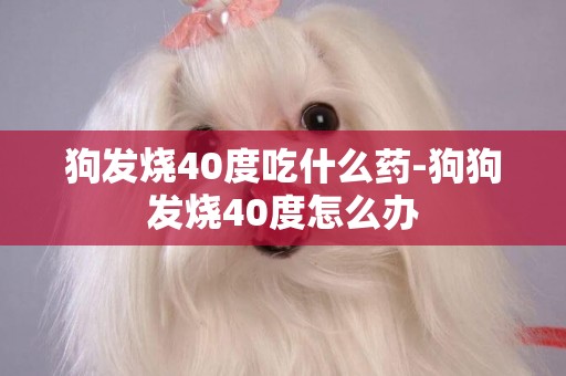 狗發燒40度吃什么藥-狗狗發燒40度怎么辦