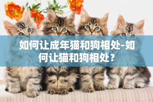 如何讓成年貓和狗相處-如何讓貓和狗相處？