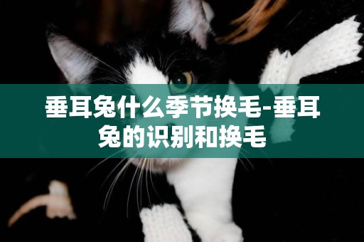 垂耳兔什么季節換毛-垂耳兔的識別和換毛