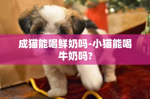 成貓能喝鮮奶嗎-小貓能喝牛奶嗎?