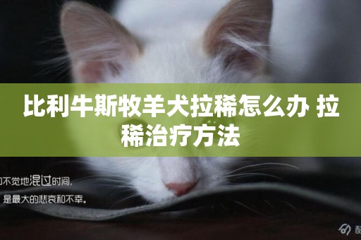 比利牛斯牧羊犬拉稀怎么辦 拉稀治療方法