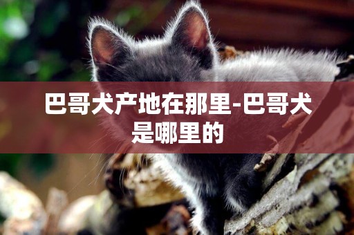 巴哥犬產地在那里-巴哥犬是哪里的