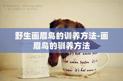 野生畫眉鳥的訓養方法-畫眉鳥的馴養方法