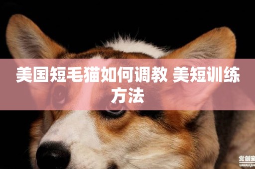 美國短毛貓如何調教 美短訓練方法