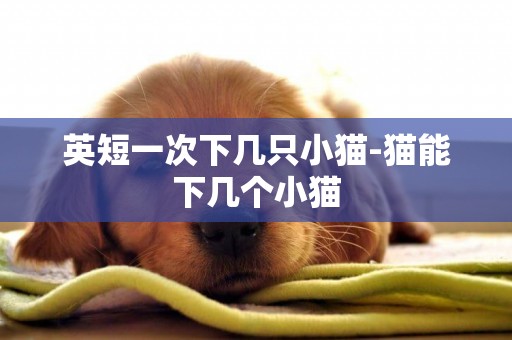 英短一次下幾只小貓-貓能下幾個小貓