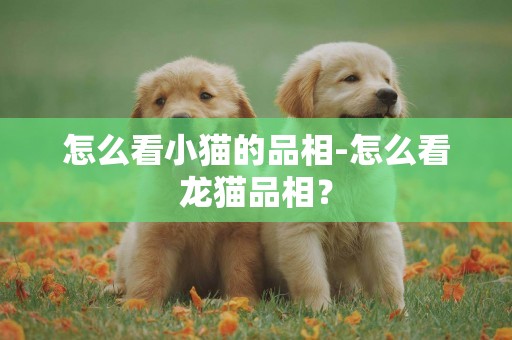 怎么看小貓的品相-怎么看龍貓品相？