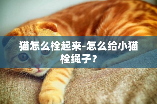貓怎么栓起來-怎么給小貓栓繩子？