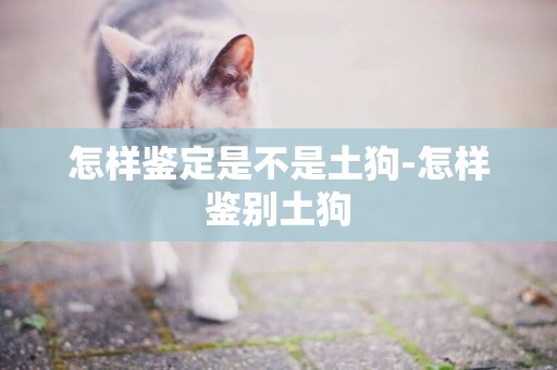 怎樣鑒定是不是土狗-怎樣鑒別土狗