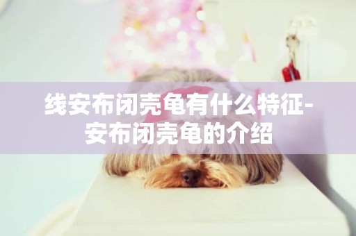 線安布閉殼龜有什么特征-安布閉殼龜的介紹