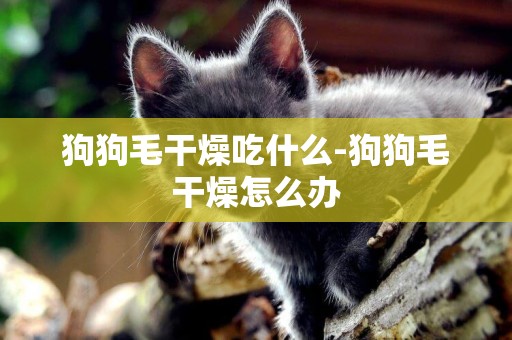 狗狗毛干燥吃什么-狗狗毛干燥怎么辦
