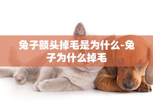 兔子額頭掉毛是為什么-兔子為什么掉毛
