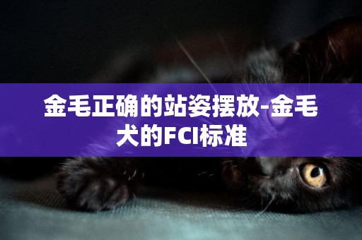 金毛正確的站姿擺放-金毛犬的FCI標準