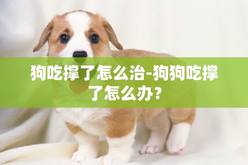 狗吃撐了怎么治-狗狗吃撐了怎么辦？