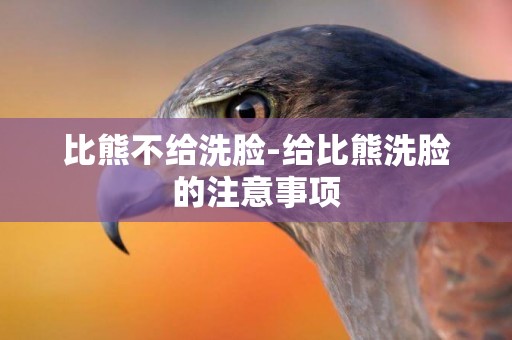 比熊不給洗臉-給比熊洗臉的注意事項