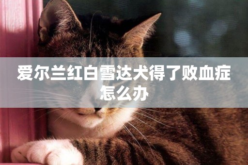愛爾蘭紅白雪達犬得了敗血癥怎么辦
