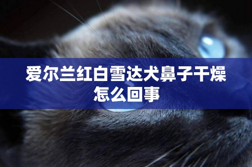 愛爾蘭紅白雪達犬鼻子干燥怎么回事